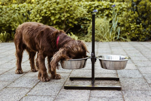 NOBBY Dog foodbar