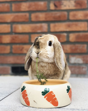 Nobby keramiskā bļoda "CARROT" bēša/oranža