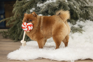 Beeztees Christmas dog toy lollypop - plīša rotaļlieta suņiem